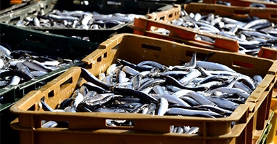 Dataset: Pontevedrako probintziako azokak, merkatuak eta azokak